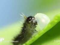 アゲハチョウ　ふ化 抜け出た卵殻を食べる幼虫