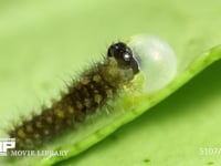 アゲハチョウ　ふ化 抜け出た卵殻を食べる幼虫