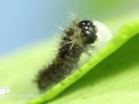 アゲハチョウ　ふ化 抜け出た卵殻を食べる幼虫