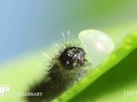 アゲハチョウ　ふ化 抜け出た卵殻を食べる幼虫