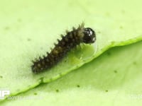 アゲハチョウ　ふ化 残りわずかな卵殻を食べる幼虫