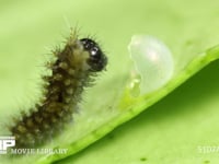 アゲハチョウ　ふ化 抜け出た卵殻を食べる幼虫