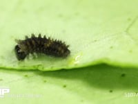 アゲハチョウ　ふ化 卵殻を食べ終えて場所を移動する幼虫