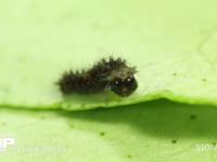 アゲハチョウ　ふ化 残りわずかな卵殻を食べる幼虫