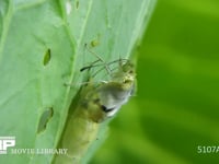 モンシロチョウ羽化 蛹の殻を破りチョウが出る
