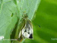 モンシロチョウ羽化 翅を伸ばす成虫