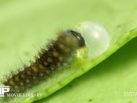 アゲハチョウ　ふ化 抜け出た卵殻を食べる幼虫　８倍速