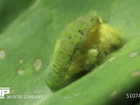 アオムシコマユバチ　まゆ モンシロチョウ幼虫に寄生