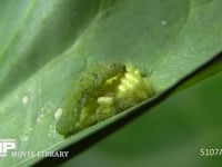 アオムシコマユバチ　まゆ モンシロチョウ幼虫に寄生