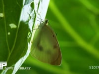 モンシロチョウ羽化 翅が伸びた成虫　シルエット