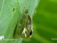 モンシロチョウ羽化 翅を伸ばす成虫