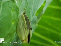 モンシロチョウ羽化 翅が伸びた成虫