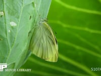 モンシロチョウ羽化 翅が伸びた成虫