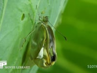 モンシロチョウ羽化 翅を伸ばす成虫