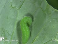 モンシロチョウ幼虫　前蛹への糸かけ 