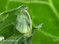 モンシロチョウ　羽化 10 翅はほぼ伸びきった