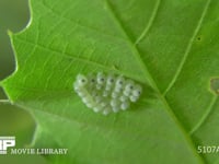 カメムシの一種　卵 