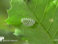 カメムシの一種　卵 