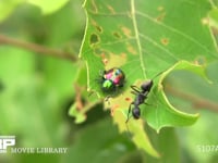 アカガネサルハムシ コナラの葉の間に隠れる