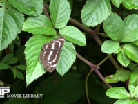 ホシミスジ タテハチョウ科