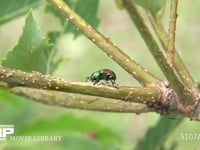 ゴマダラカミキリ　食事痕 コナラ枝の皮を食べる　アカガネサルハムシが通り過ぎる