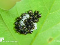 カメムシの一種　ふ化直後の１齢幼虫 