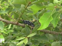 ゴマダラカミキリ　食事 コナラ枝の皮を食べる