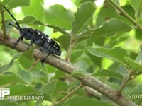 ゴマダラカミキリ　食事 食べる場所を求めて歩きコナラの枝を食べる