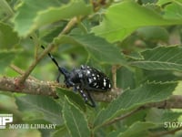 ゴマダラカミキリ　食事 コナラ枝の皮を食べる