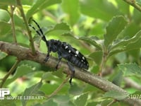 ゴマダラカミキリ　食事 コナラ枝の皮を食べる