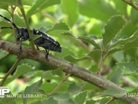 ゴマダラカミキリ　食事 コナラ枝の皮を食べる