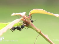 クロオオアリ　アリマキの甘露をなめる コナラ葉のつけ根にいるアリマキ