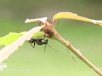 クロオオアリ　アリマキの甘露をなめる コナラ葉のつけ根にいるアリマキ
