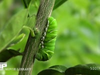 アゲハチョウ　幼虫から前蛹へ 前蛹4時間前　逆さになって蛹になったとき尾端を固定する糸を吐く