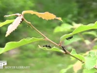 クロオオアリ　アリマキの甘露に集まる コナラ葉のつけ根にいるアリマキ