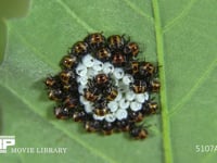 カメムシの一種　ふ化翌日の１齢幼虫 