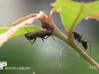 クロオオアリ　アリマキの甘露をなめる コナラ葉のつけ根にいるアリマキ