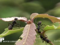 クロオオアリ　体のそうじをする コナラ葉上