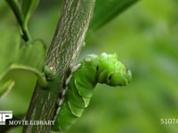 アゲハチョウ　幼虫から前蛹へ 前蛹３時間３０分前　胸部固定用の糸吐き