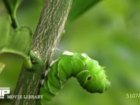 アゲハチョウ　幼虫から前蛹へ 前蛹３時間１０分前　吐いた糸の輪に胸部をくぐらす
