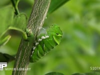 アゲハチョウ　幼虫から前蛹へ 前蛹３時間５分前　前蛹になる時を待つ