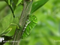 アゲハチョウ　幼虫から前蛹へ 前蛹３時間５０分前　蛹化スペースの確認？