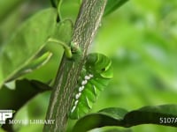 アゲハチョウ　幼虫から前蛹への糸かけ １０倍速