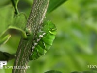 アゲハチョウ　幼虫から前蛹へ 前蛹３時間前　前蛹になる時を待つ