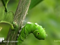 アゲハチョウ　幼虫から前蛹への糸かけ 吐いた糸の輪に体をくぐらす