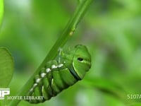 アゲハチョウ終齢幼虫　蛹化の準備 胸糸に体を通した幼虫　体を動かす