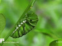 アゲハチョウ終齢幼虫　蛹化の準備 胸糸を掛け、体を通すまで　１０倍速