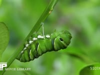 アゲハチョウ終齢幼虫　蛹化の準備 胸糸に体を通した幼虫　体を動かす