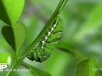 アゲハチョウ終齢幼虫　蛹化の準備 蛹をとめる足場糸を吐く