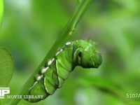 アゲハチョウ終齢幼虫　蛹化の準備 蛹をとめる胸糸を掛ける